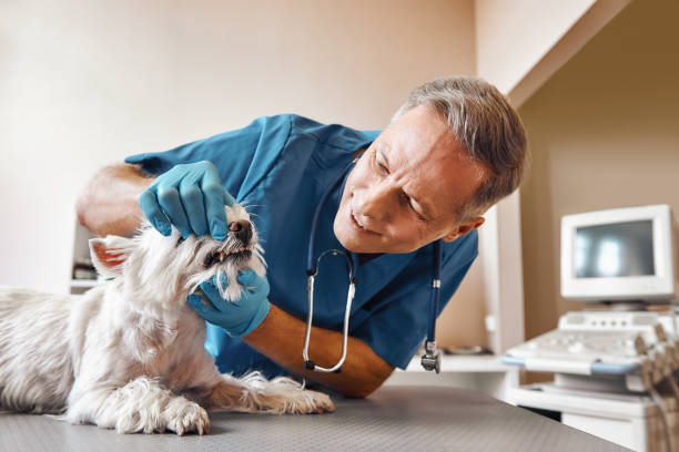 Best Dental Abscess Treatment in Roseto, PA